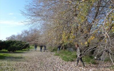 Las huertas y los ríos de Palma