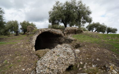 El olivar que crece sobre un silo romano en la Campiña de Córdoba